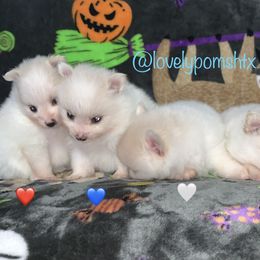 Pomeranian Puppies from Lovely Poms - Houston Pomeranians
