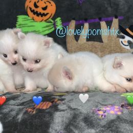 Pomeranian Puppies from Lovely Poms - Houston Pomeranians