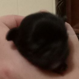 Shih Tzu Puppies from Jennifer Gilpatrick