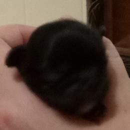 Shih Tzu Puppies from Jennifer Gilpatrick