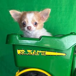 Taco - Fawn and white male Chihuahua puppy in Gloucester, Virginia from Charlotte's Web of Chihuahuas