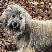Pippin - Havana Silk Dog