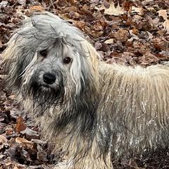 Pippin - Havana Silk Dog