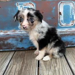 Boy 4 - Blue merle male Miniature Australian Shepherd puppy in Ellsworth, Kansas from Flying H Mini Aussies