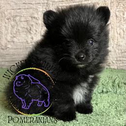 AKC STRIPE - Black male Pomeranian puppy in Watkins Glen, New York from Wicked Spirits Pomeranians