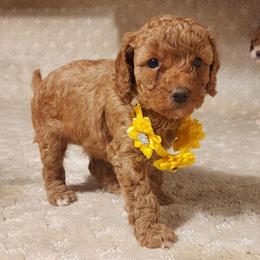 Micro-Mini yellow Daisy - Apricot female Labradoodle puppy in Los Molinos Ca, California from Sunshine Sanctuary Doodles