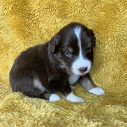 Girl 1 - Red tri female Miniature Australian Shepherd puppy in Hokes Bluff, Alabama from Alegria Toy Aussies