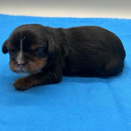 Boy 5 - male Cavalier King Charles Spaniel puppy in Burke, New York from Patti’s Puppies