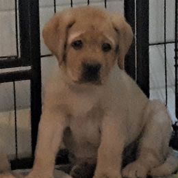 Labrador Retriever Puppies from Lorlyn Labradors