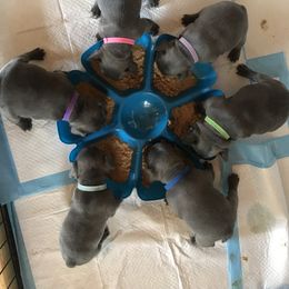 French Bulldog Puppies from Crooked C Ranch