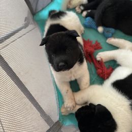 Akita Puppies from Gloe Akita's