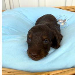 Toffee - Chocolate and tan female Dachshund puppy in Cave City, Kentucky from Mammoth Cave Dachshunds