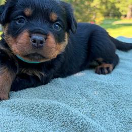 Male - Black and mahogany male Rottweiler puppy in Birmingham, Alabama from K&B Rotts