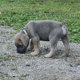 Denver - Gray and fawn male Cane Corso puppy in Roachdale, Indiana from Cast Iron Kennels