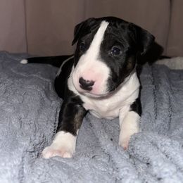 Noelle - Black brindle and white female Bull Terrier puppy in Springfield, Ohio from Lynn Hill Bull Terriers