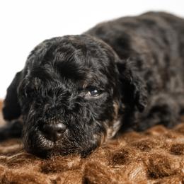 Kir - Tri-color male Bernedoodle puppy in Youngstown, Florida from Wonderland’s Boujie Kennels