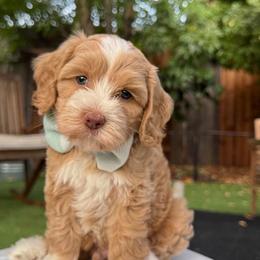 Mango - Red male Australian Labradoodle puppy in Morgan Hill, California from Loving Labradoodles