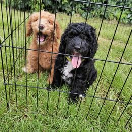 Australian Cobberdog Puppies from Lively Acres Cobberdogs