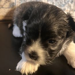 Havanese from Honey-Bee Home Havanese