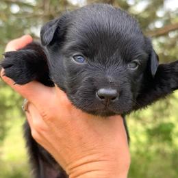 Echo - Black & white male Australian Shepherd puppy in Newton, Mississippi from Bright Star Aussies