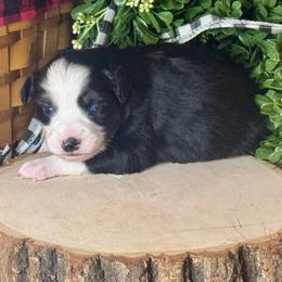 Pasquel - Black tri male Miniature Australian Shepherd puppy in California from Eagle River Aussies