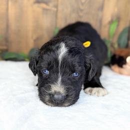 Yellow collar - Black tri-color male Australian Shepherd puppy in Coulee City, Washington from Mr and Mrs Doodle Farm