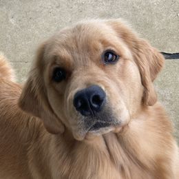Golden Retrievers from Lone Rock Goldens