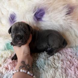 Red collar - Gray male Cane Corso puppy in Opelousas, Louisiana from Azelees Cane Corso