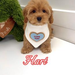 Hart - Red male Cavapoo puppy in Buford, Georgia from Petite Posh Puppies