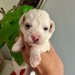 Miracle - White female Poodle puppy in Adolphus, Kentucky from Deerly Poodles