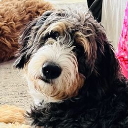 Maevyn - Bernedoodle