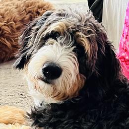 Maevyn - Bernedoodle