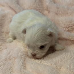 Maltese puppies from Happier with Dogs
