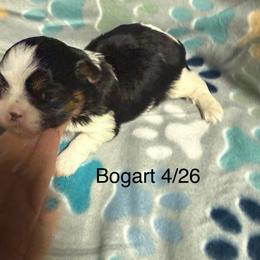 Bogart - Black and tan male Shih Tzu puppy in Jasper, Indiana from Jacob’s Spoiled Shih Tzu