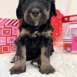 Jellybean - Sable female Bernedoodle puppy in Silver Lake, Indiana from ‘Mut’zger Doodles