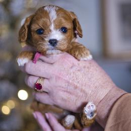 Pfeffernuse - female Cavapoochon puppy in Mead, Washington from Habibi Bears - Beloved Teddy Bear Puppies