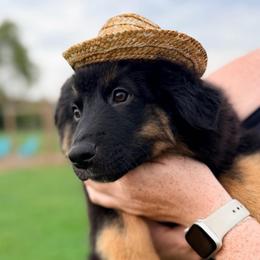 Boy 3 - Black tri male Miniature Australian Shepherd puppy in Arcadia, Indiana from Sunset Cowgirl Mini Aussies