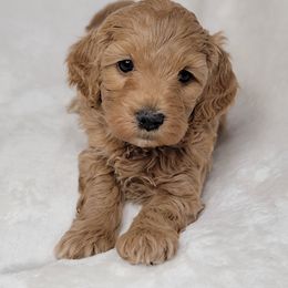 Goldendoodle Puppies from Lake Village Doodles