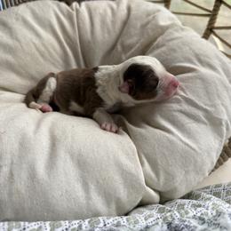 Sugar - Red tri-color female Australian Shepherd puppy in Grants Pass, Oregon from Carmel Mountain Aussies