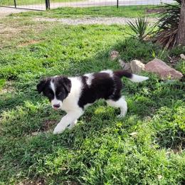 Marble 2500 - Blue merle male Border Collie puppy in Morgan, Texas from Shooting Star Ranch