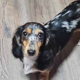 Ellie - Dachshund