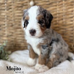 Mojito - Blue merle male Bernedoodle puppy in Murrieta, California from Brookside Bernedoodles