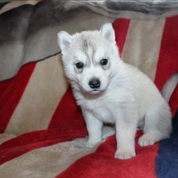 Flareon - Gray and white female Siberian Husky puppy in Le Sueur, Minnesota from Tevana Siberians LLC