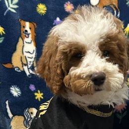 Poodles and Shih Tzus from Pauley’s Shihtzus and Poodles