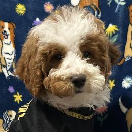 Poodles and Shih Tzus from Pauley’s Shihtzus and Poodles
