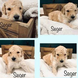 Goldendoodle Puppies from Cruella’s Doodles
