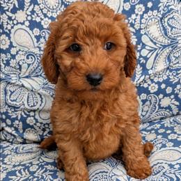 Barney - Red  male Goldendoodle puppy in Grosse Ile Township, Michigan from Mini Island Doodles