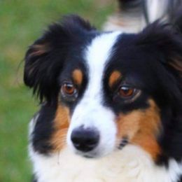 Whisper - Miniature Australian Shepherd