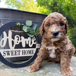 Levi - Red male Labradoodle puppy in English, Indiana from Doodle Darlings