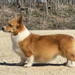 Pembroke Welsh Corgis from Rising JM Pembrokes